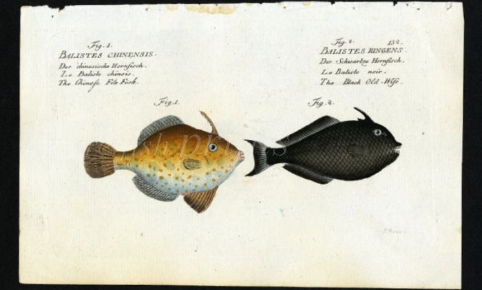 THE CHINESES FILEFISH & SARGASSUM TRIGGERFISH print
