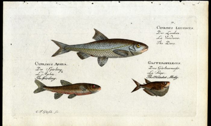 DACE, SPURLING, AND HATCHET-BELLY print (Cyprinus & Gasteropelecus)