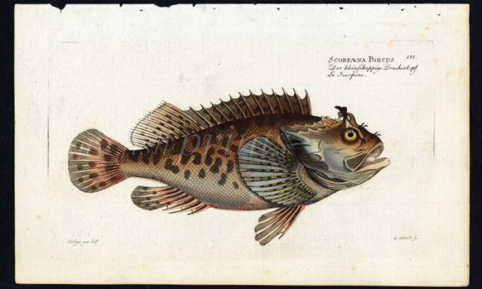 THE SCORPION FISH print (Scorpaena Porcus)