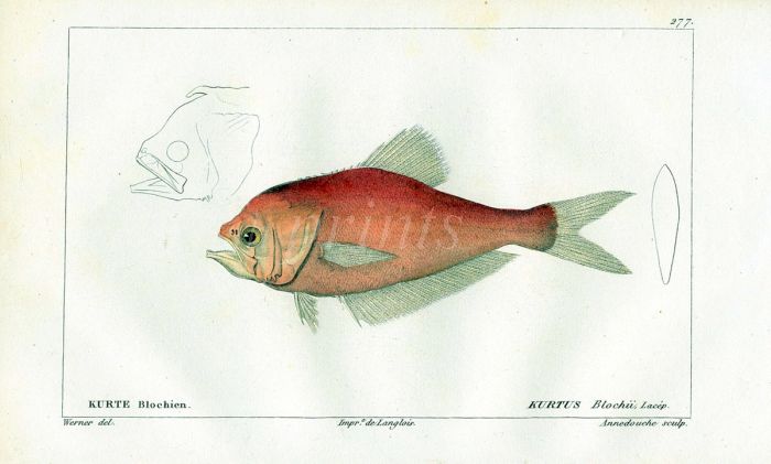 CUVIER - THE INDIAN HUMPHEAD NURSERYFISH print