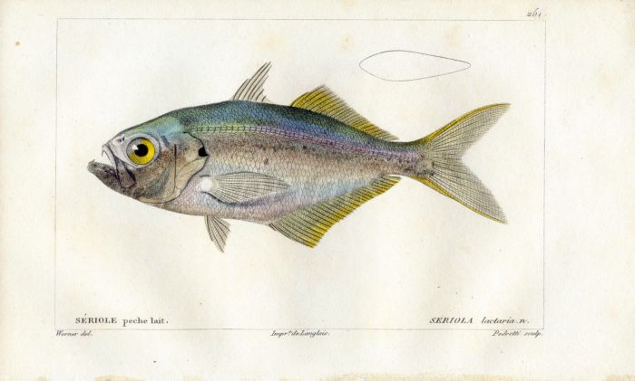 CUVIER - THE AMBERJACK fish print