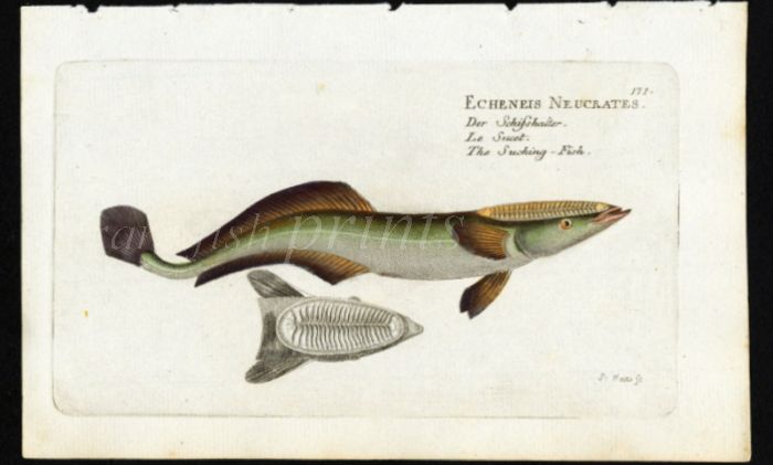 THE REMORA or SUCKINGFISH print (Echeneis Neucrates)
