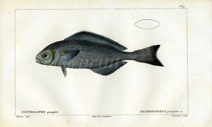 CUVIER - THE BLACK RUFF MEDUSAFISH print