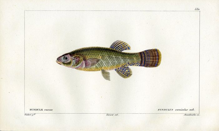 CUVIER - THE MUMMICHOG KILLFISH print
