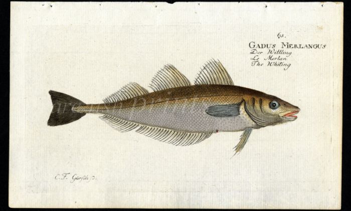 THE WHITING print (Gadus Merlangus)