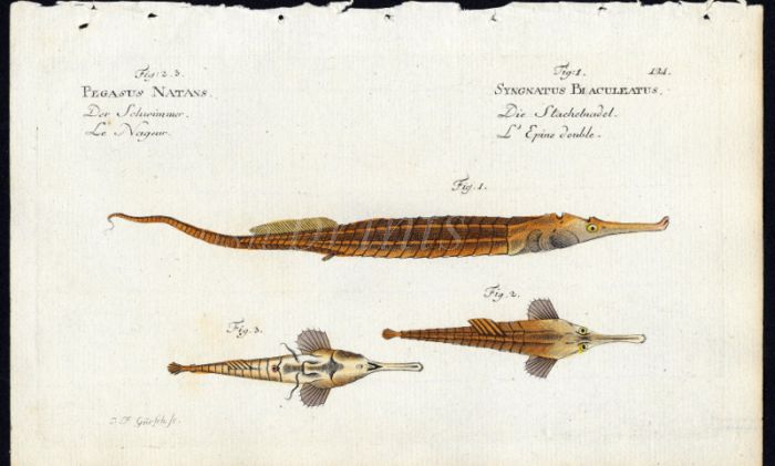 ALLIGATOR PIPEFISH AND LONGTAIL SEAMOTH print (Pegasus Natans & Syngatus Biaculeatus)
