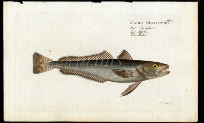 THE HAKE print (Gadus Merluccius)