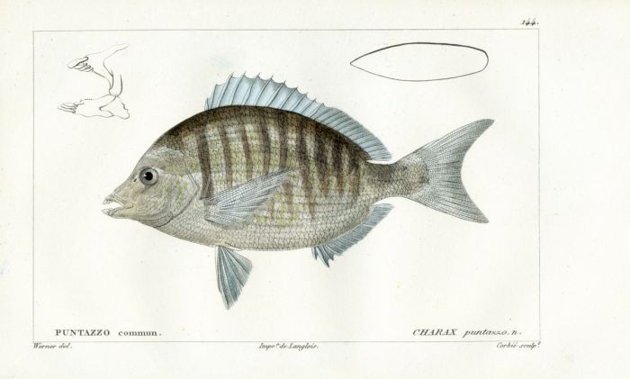 CUVIER - THE SHARPSNOUT SEA BREAM fish print