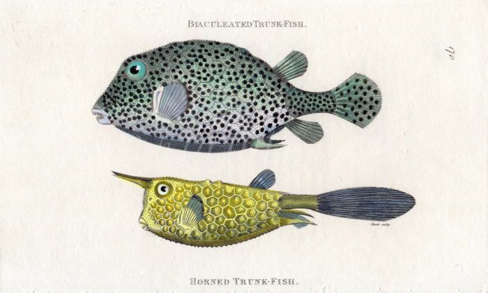 THE BIACULEATED TRUNKFISH & THE HORNED TRUNKFISH print