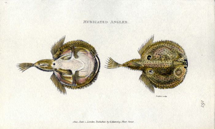 THE MURICATED ANGLERFISH print