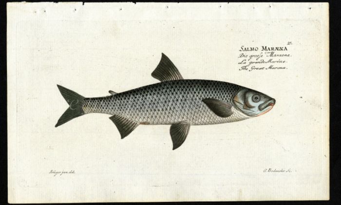 THE GREAT MARENA print (Salmo Maraena - Whitefish))