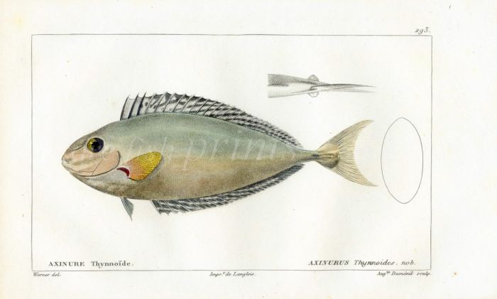 CUVIER - THE UNICORNFISH fish print