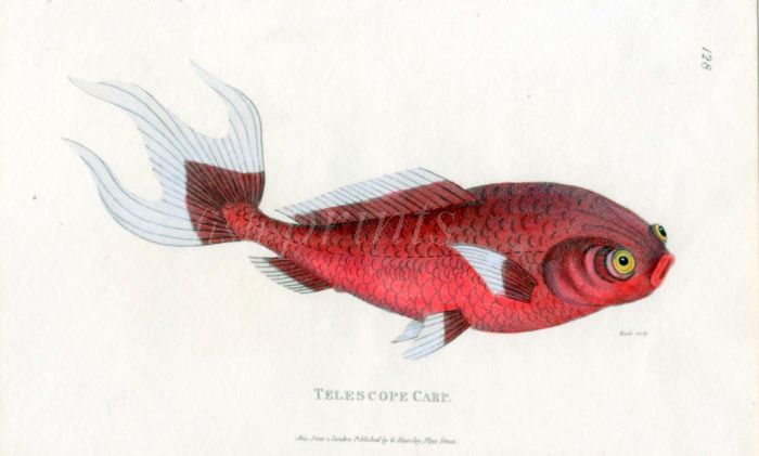 THE TELESCOPIC GOLDFISH print