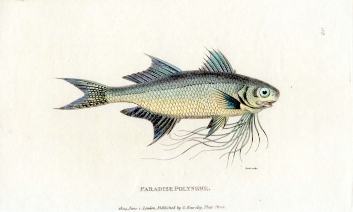 THE PARADISE POLYNEME or MANGO FISH print