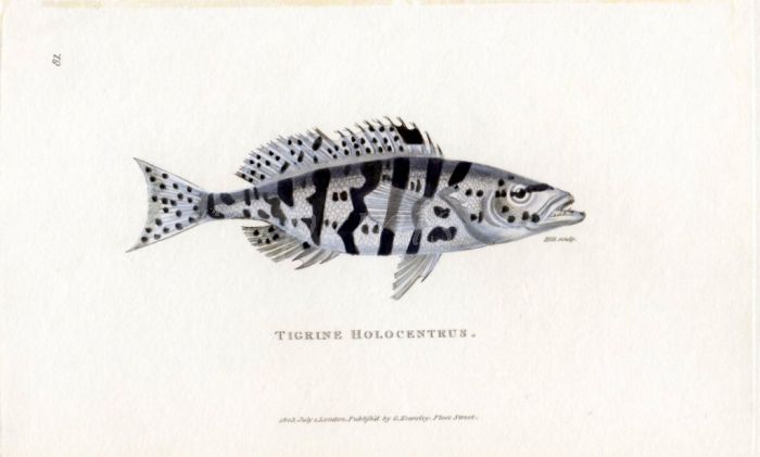 THE TIGRINE HOLOCENTRUS print