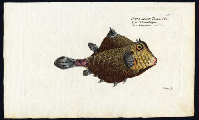 THE TURRET-PORTER BOXFISH print (Ostracion Turritus)