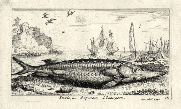 STURIO ACIPENSER - THE STURGEON engraving