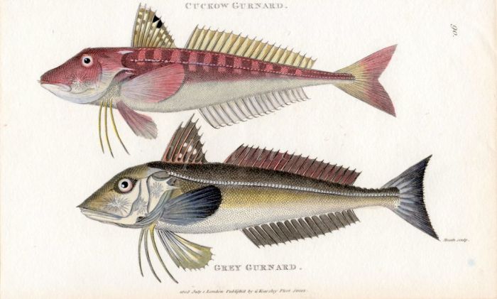 THE CUCKOW RED GURNARD & THE GREY GURNARD print