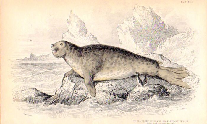 PHOCA PROBOSCIDEA - SEA ELEPHANT. FEMALE print