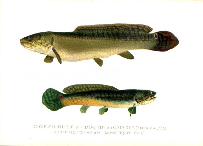 THE MUDFISH, BOW-FIN or GRINDLE print
