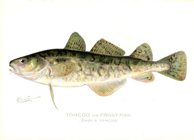 THE TOMCOD or FROST-FISH print