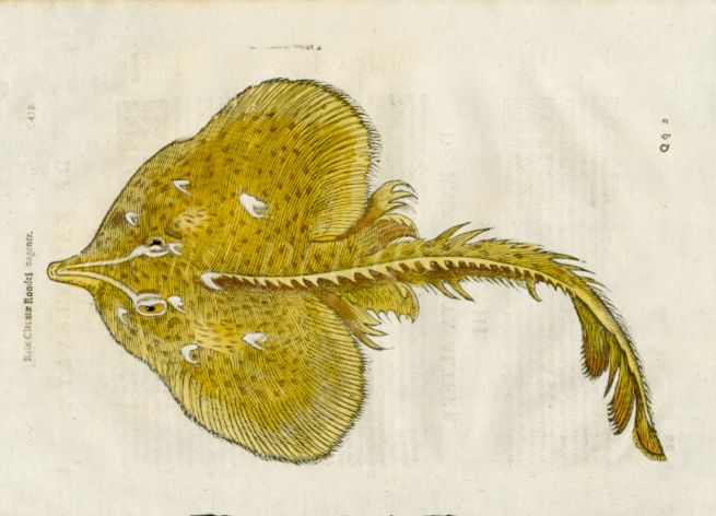 ALDROVANDI - THE THORNBACK RAY woodcut fish print 1638 (Ray clauatae/clavata)
