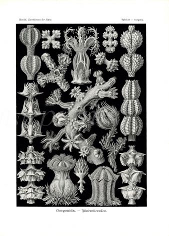 HAECKEL - GORGONIDA - CNIDARIA - SOFT CORALS print 