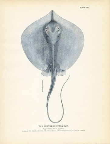 THE SOUTHERN STINGRAY fish print (Trygon sabina)