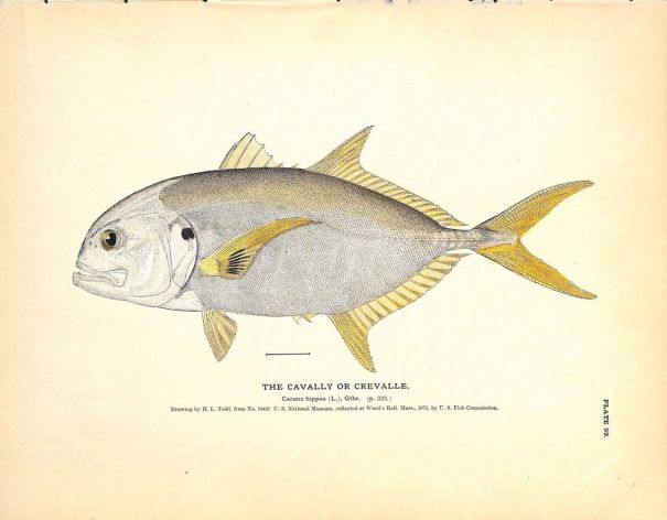 THE CAVALLY OR CREVALLE print