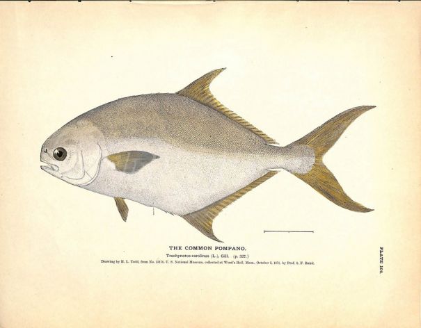 THE COMMON POMPANO print