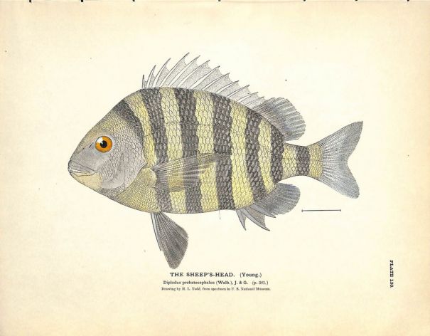 THE SHEEP'S HEAD (YOUNG) print