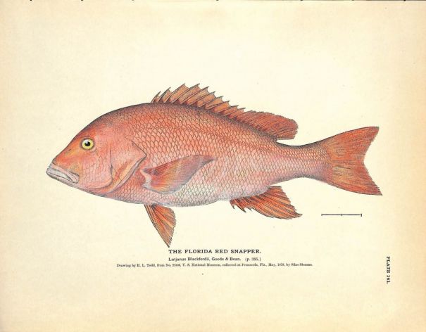 THE FLORIDA RED SNAPPER print