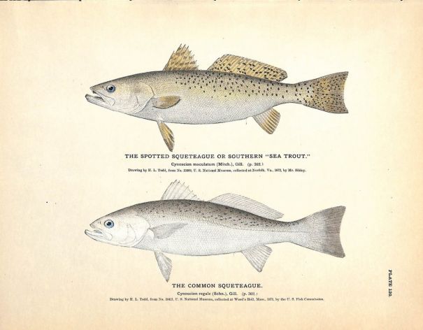 THE SOUTHERN SEA TROUT & COMMON SQUETEAGUE print