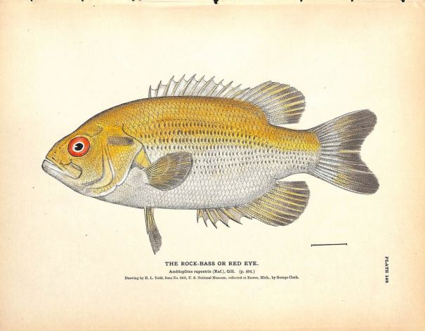 THE ROCK BASS OR RED EYE print