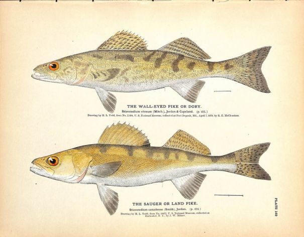 THE WALLEYED PIKE & SAUGER OR LAND PIKE print