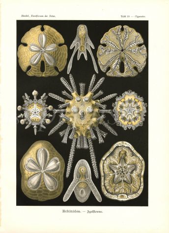HAECKEL - ECHINIDEA - SEA URCHINS