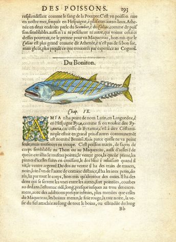 RONDELET FISH PRINT - THE BONITO  - WOODCUT 1558