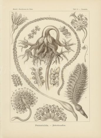 HAECKEL - CNIDARIA - ANTHOZOA - FLOWER-LIKE ANIMALS print 1899 -1904