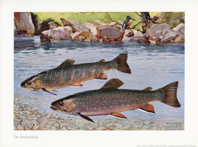 WAGNER - THE BROOK TROUT print