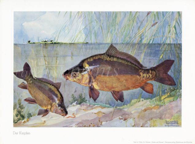 WAGNER - THE MIRROR CARP print