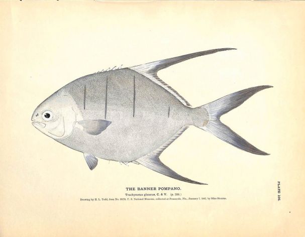THE BANNER POMPANO print