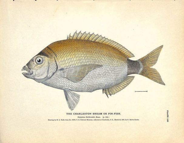 THE CHARLESTON BREAM OR PIN-FISH print