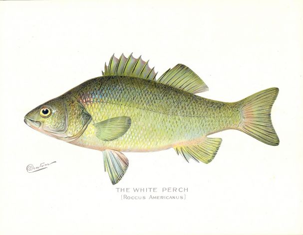 THE WHITE PERCH print (Roccus Americanus)