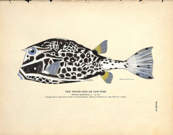 THE TRUNK FISH print