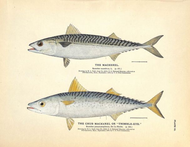 THE MACKEREL & CHUB MACKEREL print