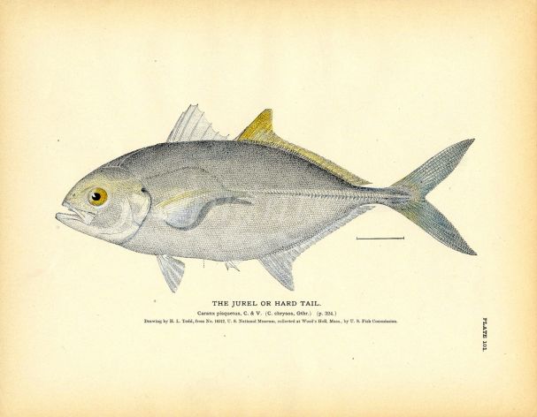 THE JUREL or HARDTAIL  print - JACK CARANX  family