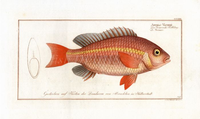 THE ANTHIAS VOSMERI -  Bloch fish print 1797 