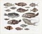 SEBA - SQUIRREL FISH, SEA BREAM, THREADFIN, STRIPED SWEETLIPS, SNAPPER tropical fish print - extremely rare original hand colouring