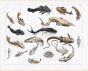 SEBA - SOUTH AMERICAN CATFISH print - extremly rare original hand colouring 1734 - 1769