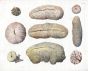 SEBA TAB CXI. MARINE LIFE - CORALS: TONGUE CORAL, SLIPPER CORALS, SINIOUS CACTUS CORALS print 1735